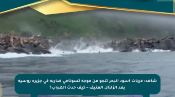 شاهد: مئات أسود البحر تنجو من موجة تسونامي ضاربة في جزيرة روسية بعد الزلزال العنيف – كيف حدث الهروب؟